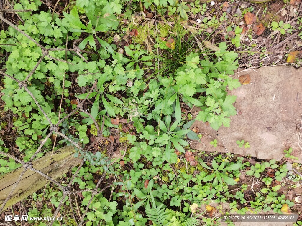 地面生长的绿色植物