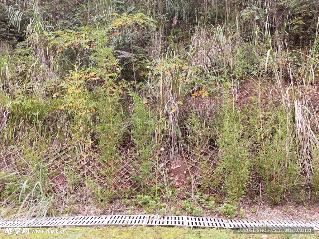 野外繁茂的绿色植物景观