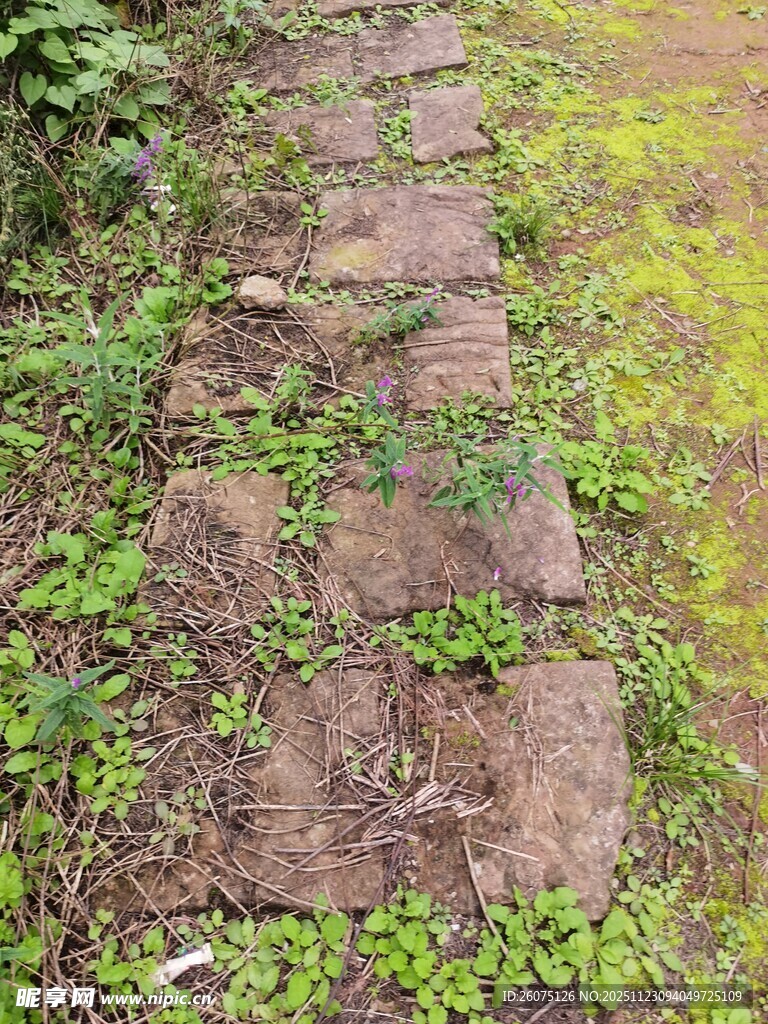 长满绿植的古朴石板小径