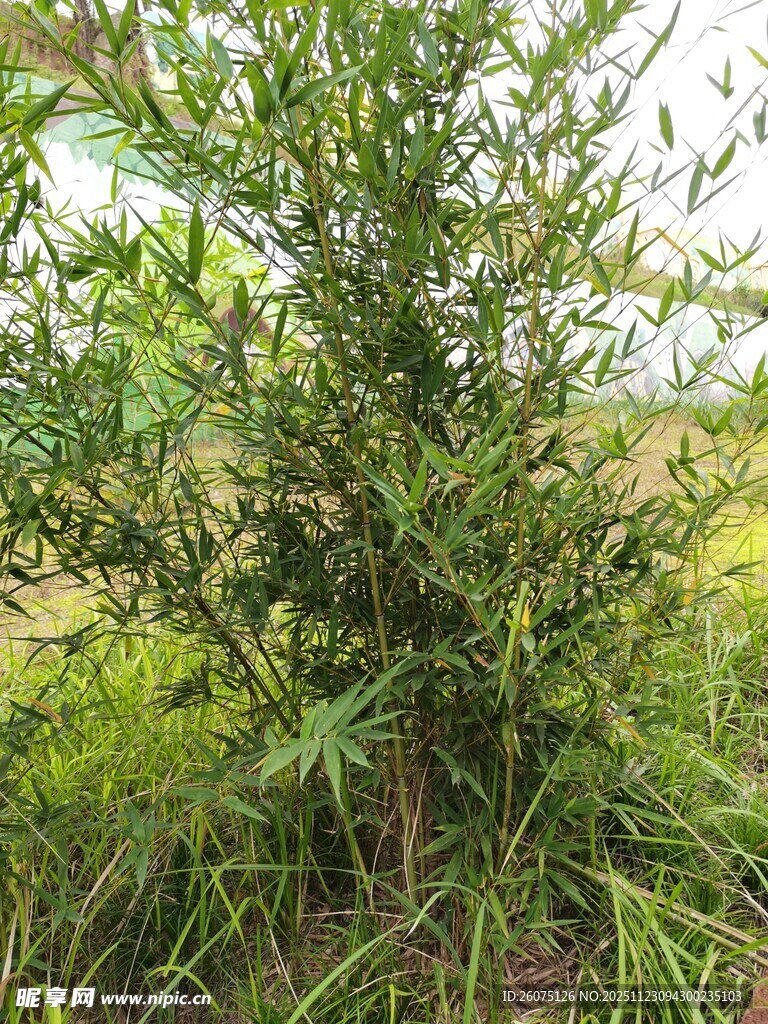 野外生长的绿色植物