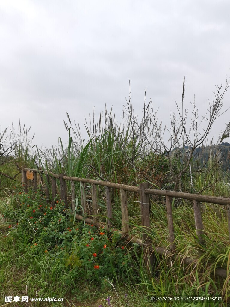 野外木栅栏旁的繁茂草木