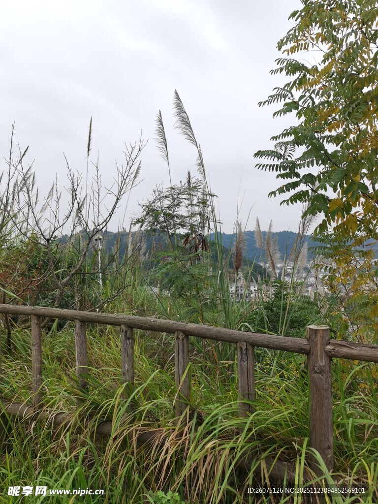 野外木栅栏旁的繁茂草木