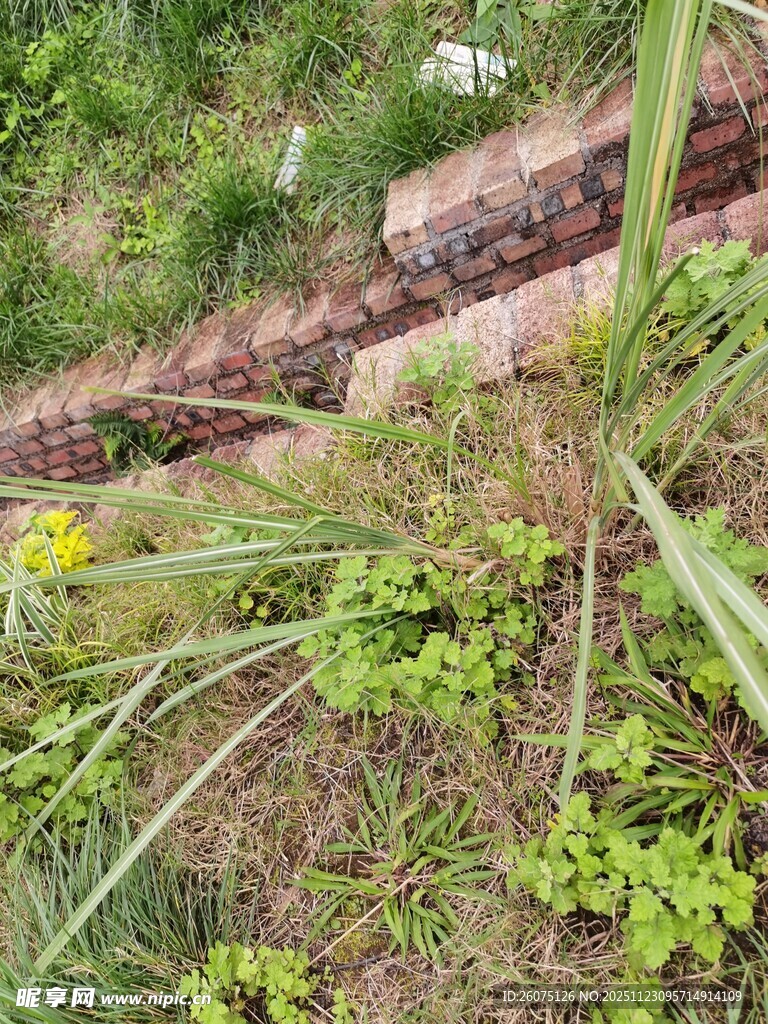 野外铁轨旁的绿植景观