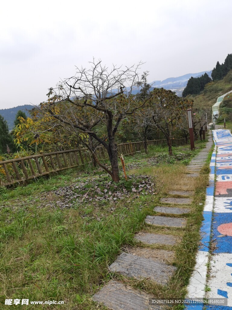 乡间石板小径旁的果树