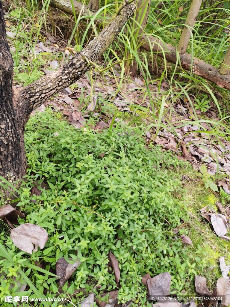 树下丛生的绿色植物
