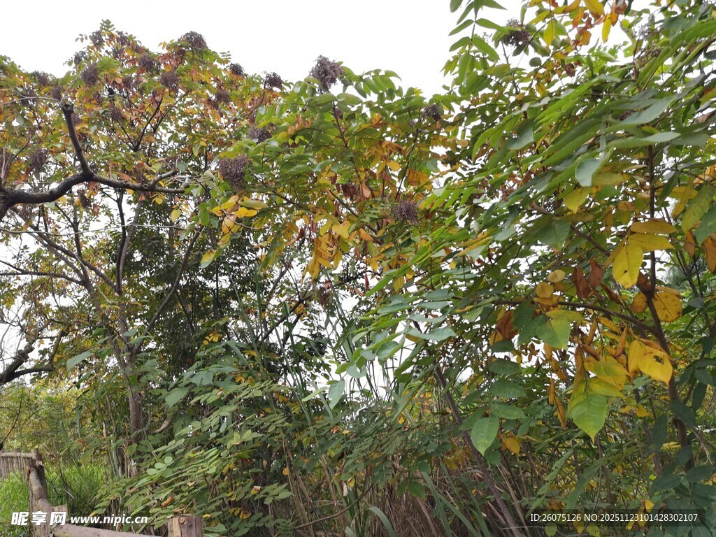 秋日繁茂的树木景观