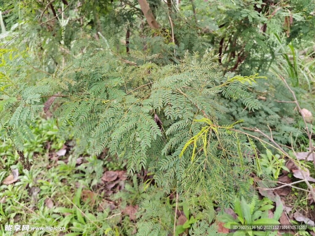 茂密林间的绿色植物
