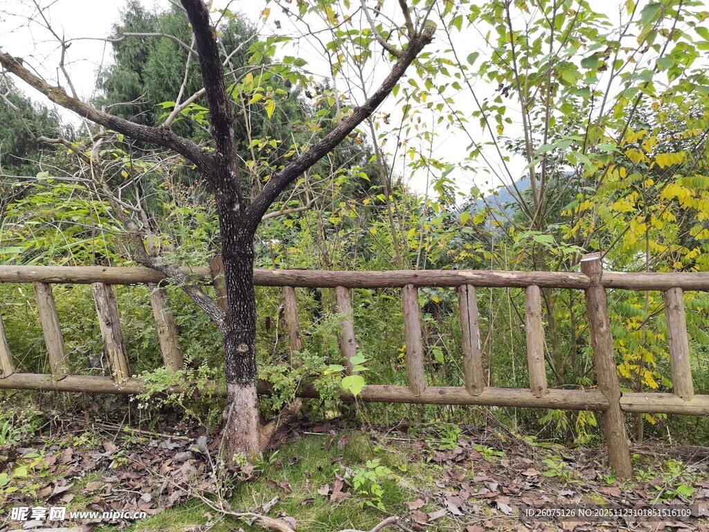 木栅栏旁的孤树