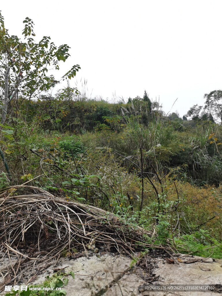 野外杂乱堆放的枯树枝