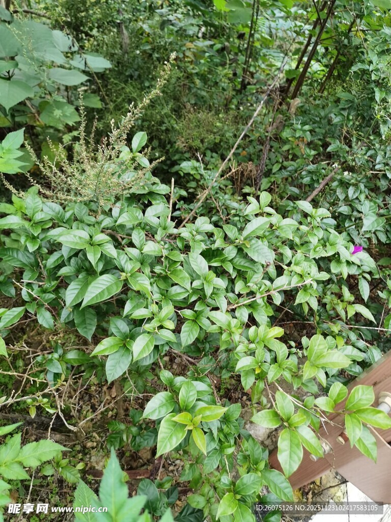 繁茂绿植景观