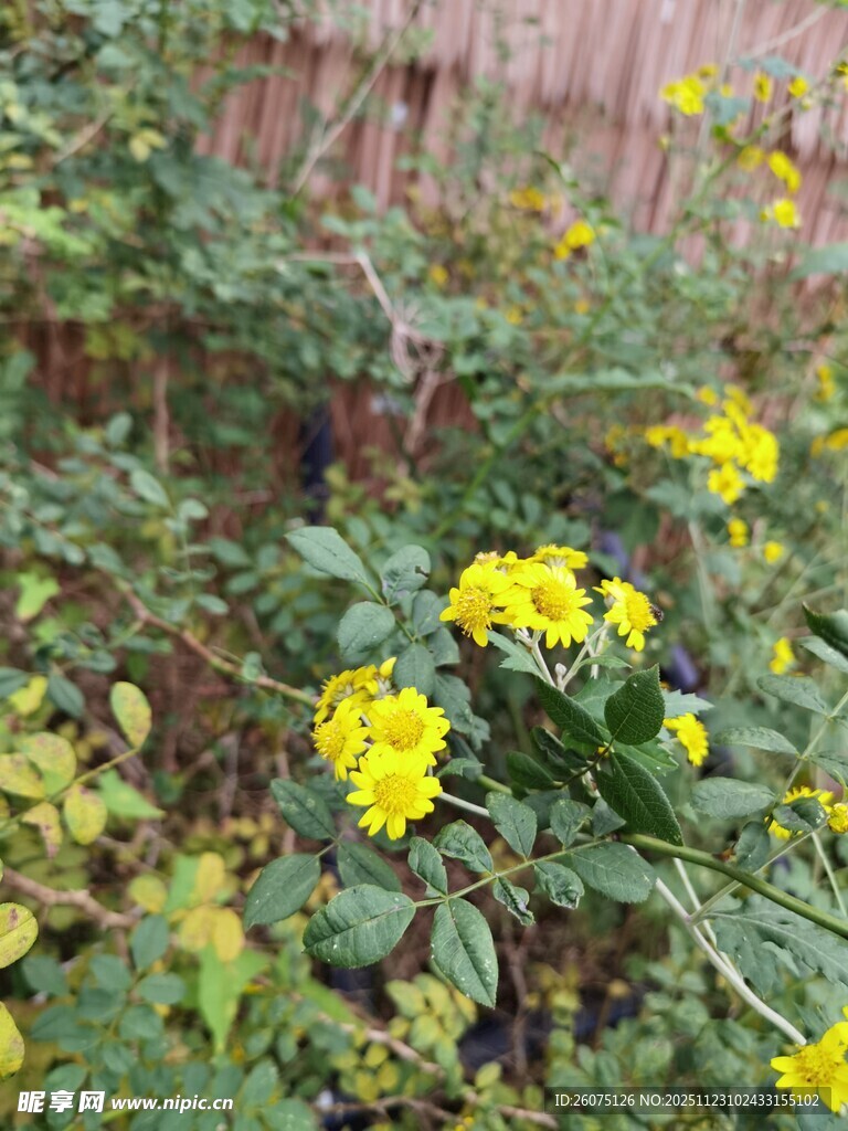 黄色小花绽放于绿植间