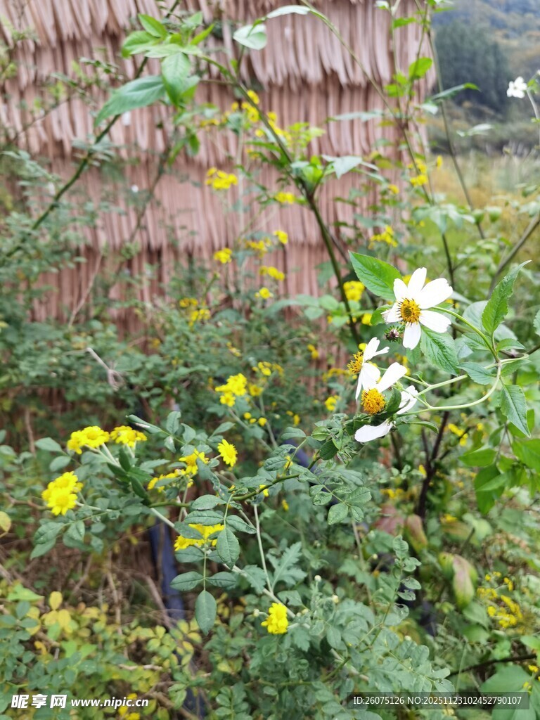 乡村小院的多彩花卉