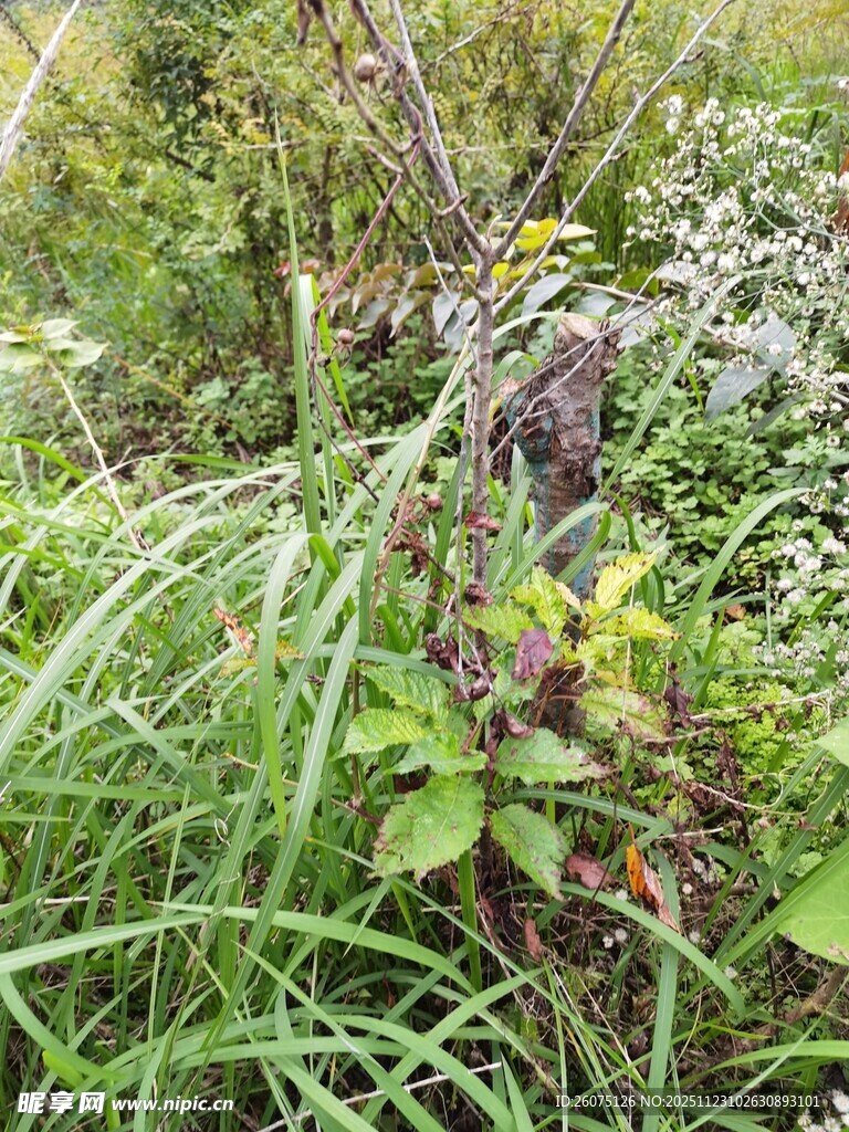 野外繁茂的杂草与植物