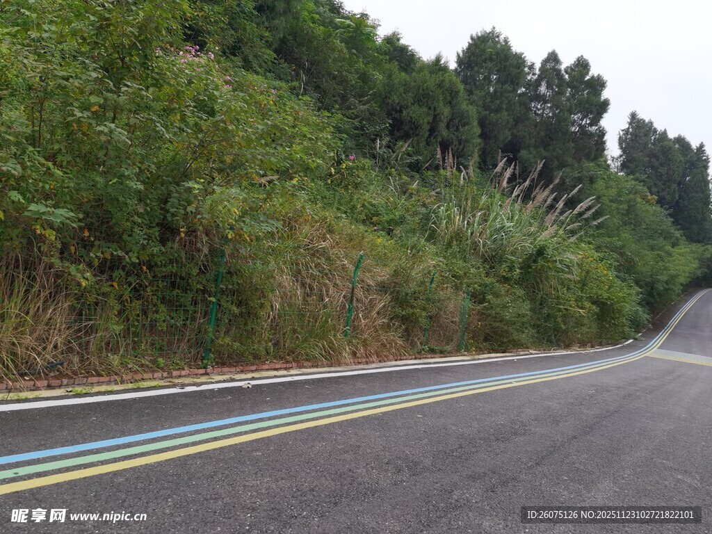 蜿蜒公路旁的葱郁绿植