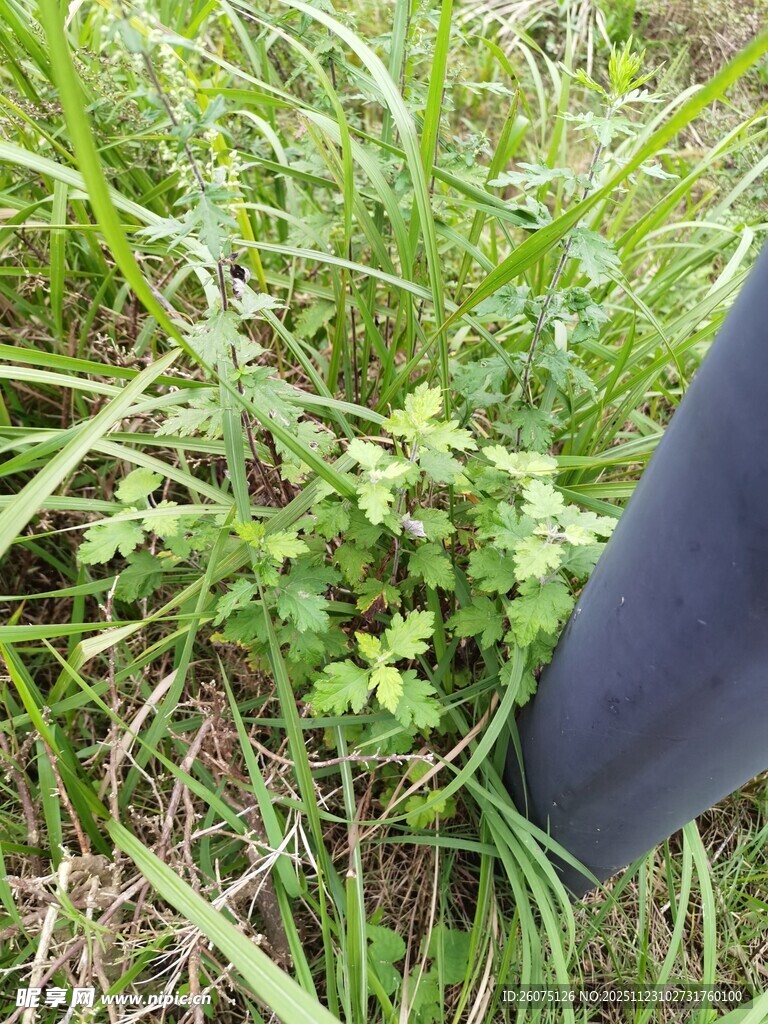 草丛中的植物与黑色物体
