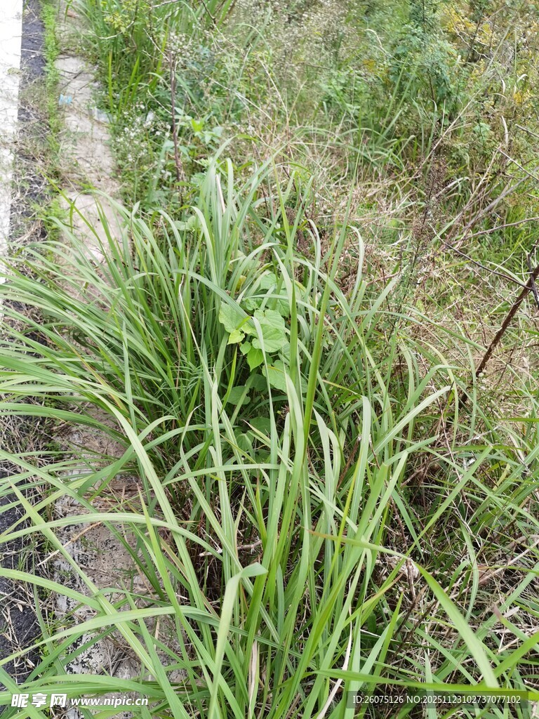路边葱郁的条状绿叶植物