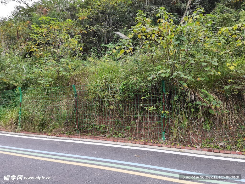 公路旁葱郁绿植景观