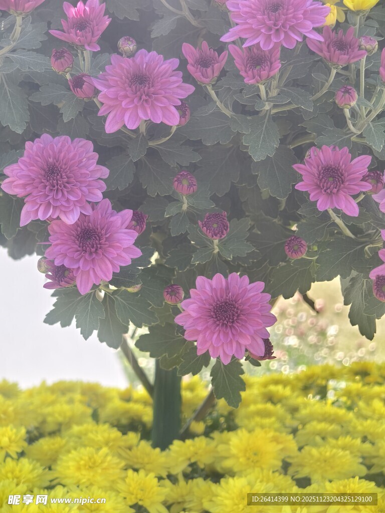 紫菊黄花相映成趣