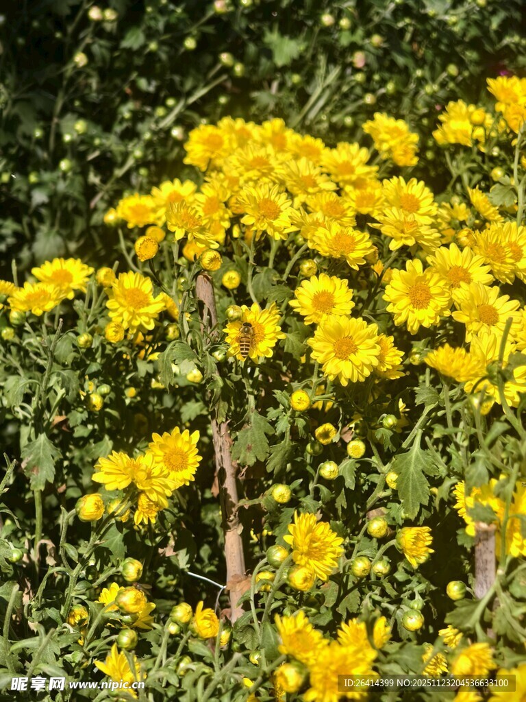 金黄灿烂的菊花绽放