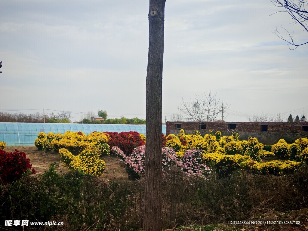 湖畔多彩花卉景观