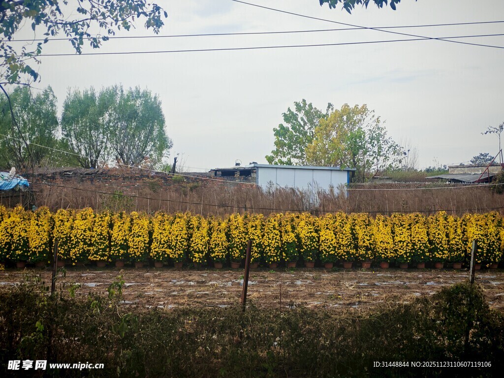 金黄田野中的丰收景象