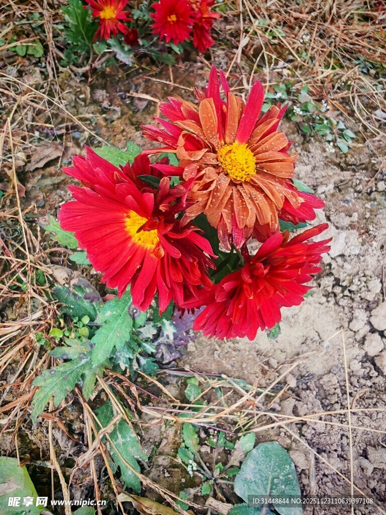 艳丽绽放的多彩菊花