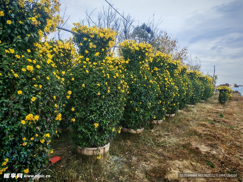 田野中盛开的黄色菊花