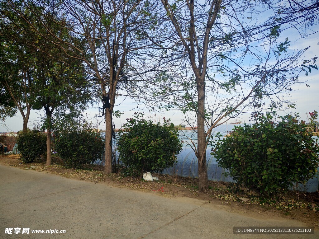 湖边林荫道风景