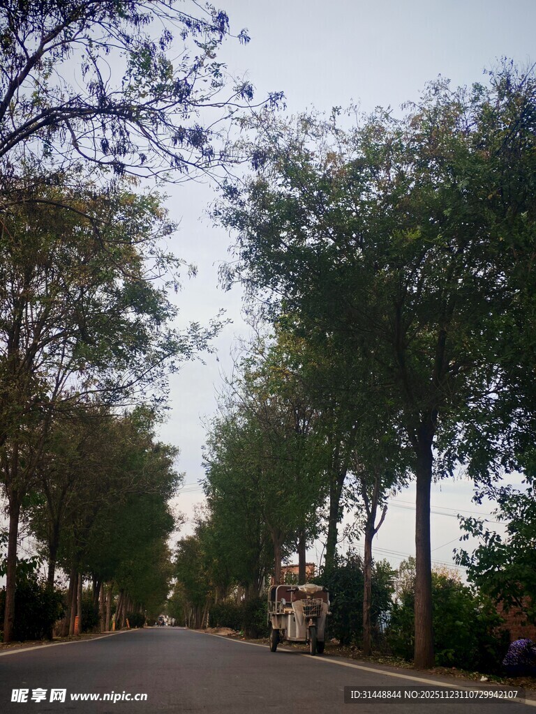 林荫大道的静谧风光