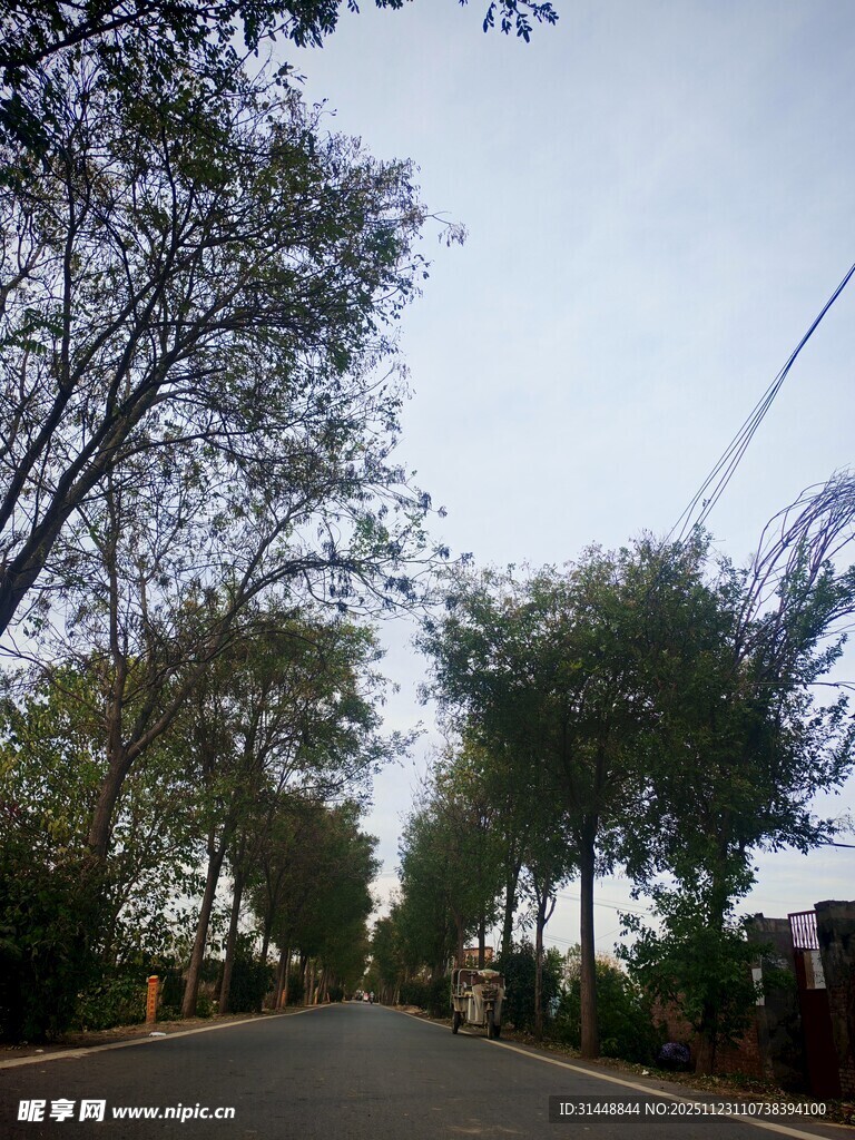 林间道路绿意盎然