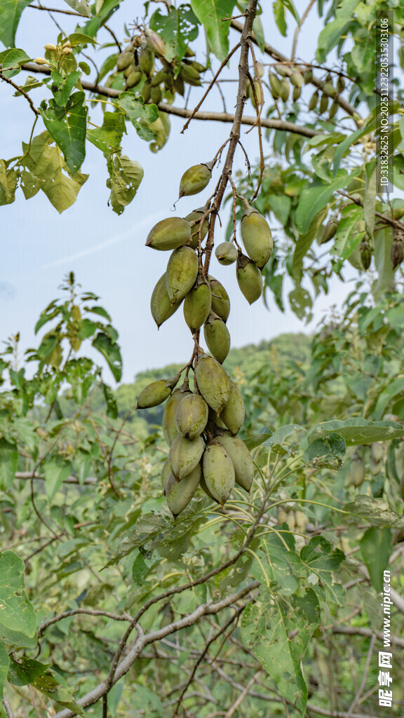 树上挂着的饱满果实