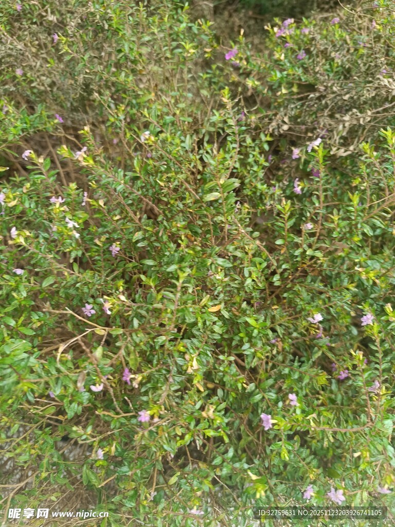 繁茂的绿色植物景观
