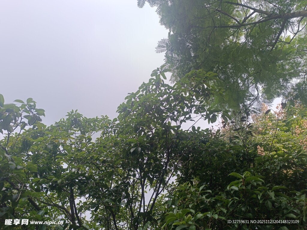 茂密树林的仰视景观