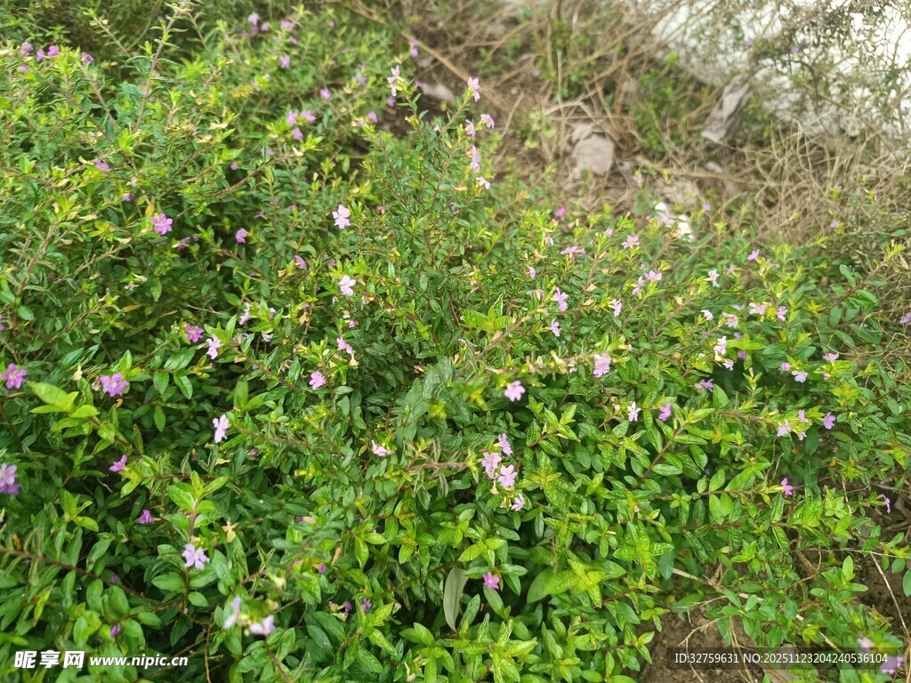繁茂绿植中的零星小花