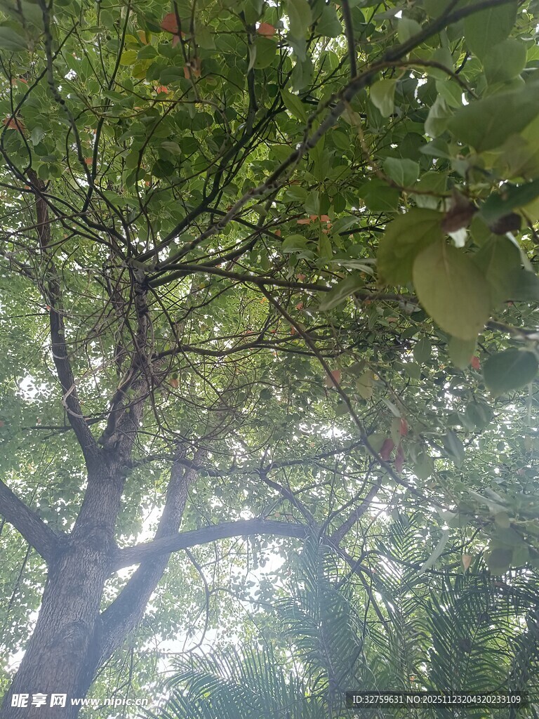 阳光透过枝叶的繁茂树林