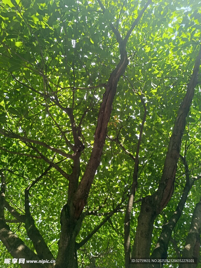 茂密绿荫下的繁茂树枝