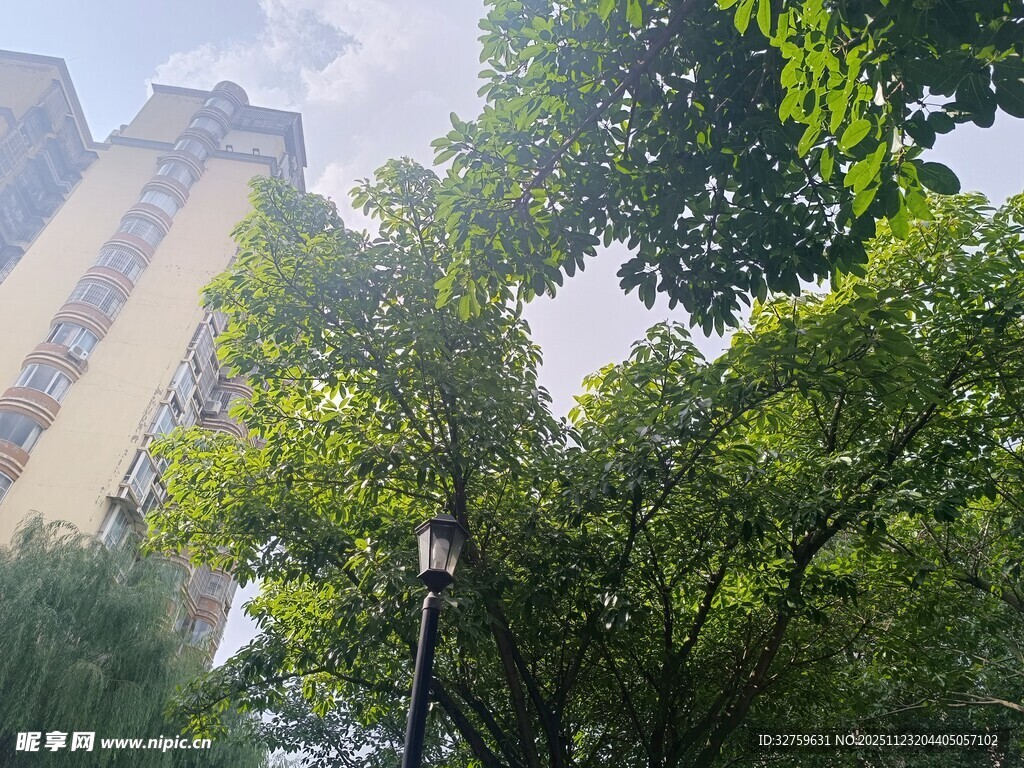 城市中葱郁的绿树景观