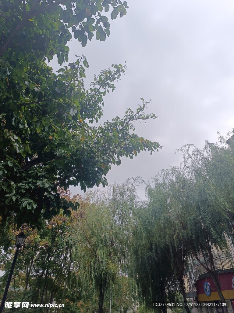 户外绿树与朦胧天空景象