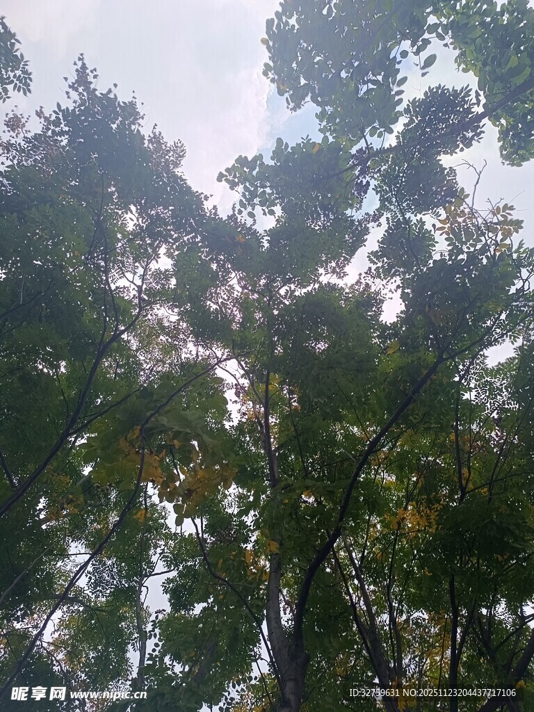 仰视茂密树林树冠