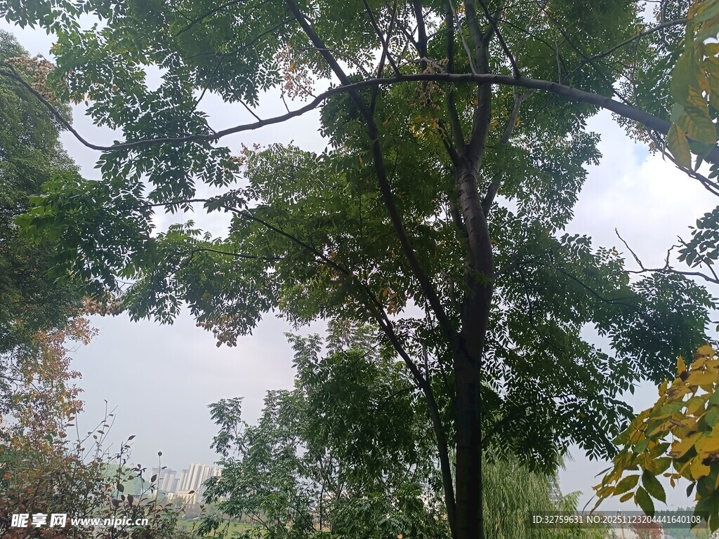 秋日树林中的树木景观