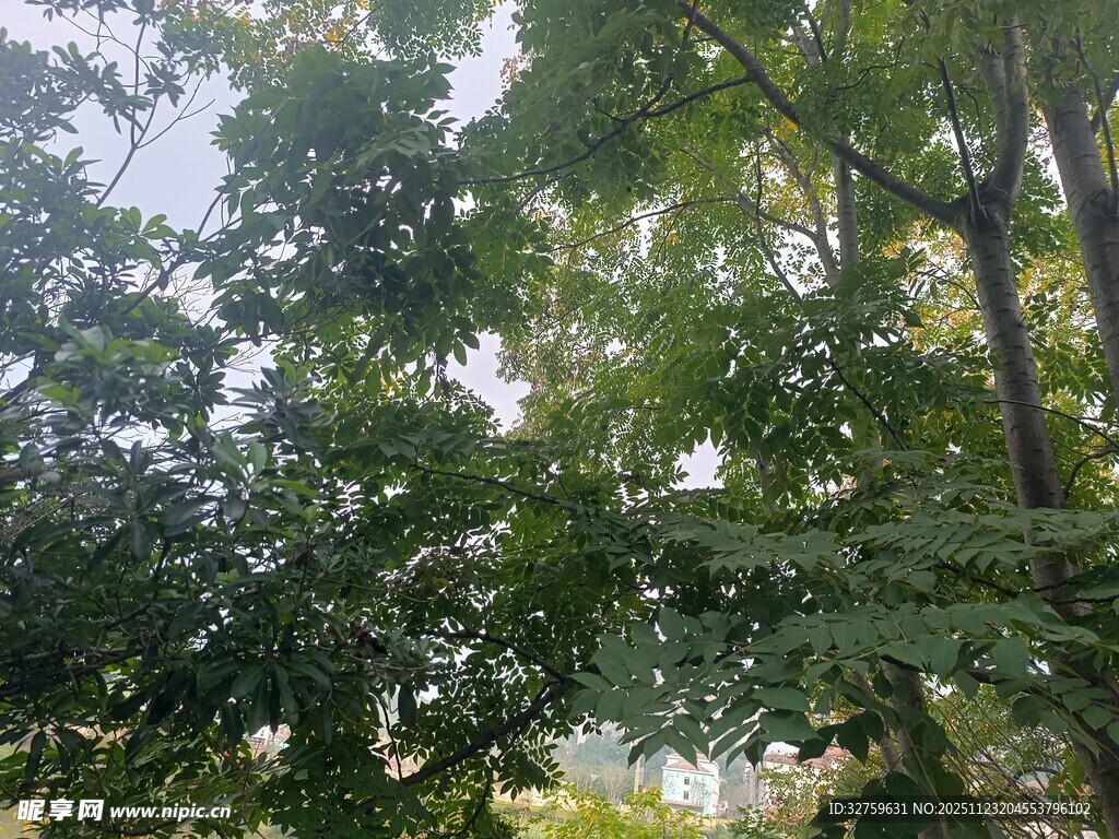 茂密树林中的繁茂枝叶