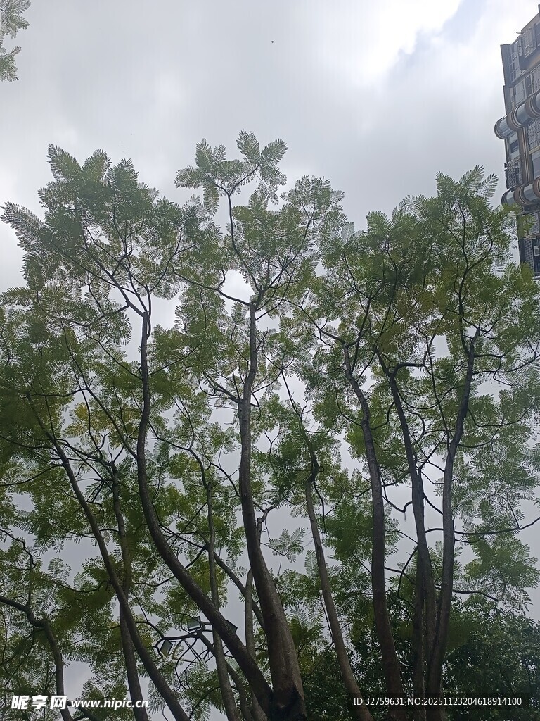 绿树掩映下的高楼一角