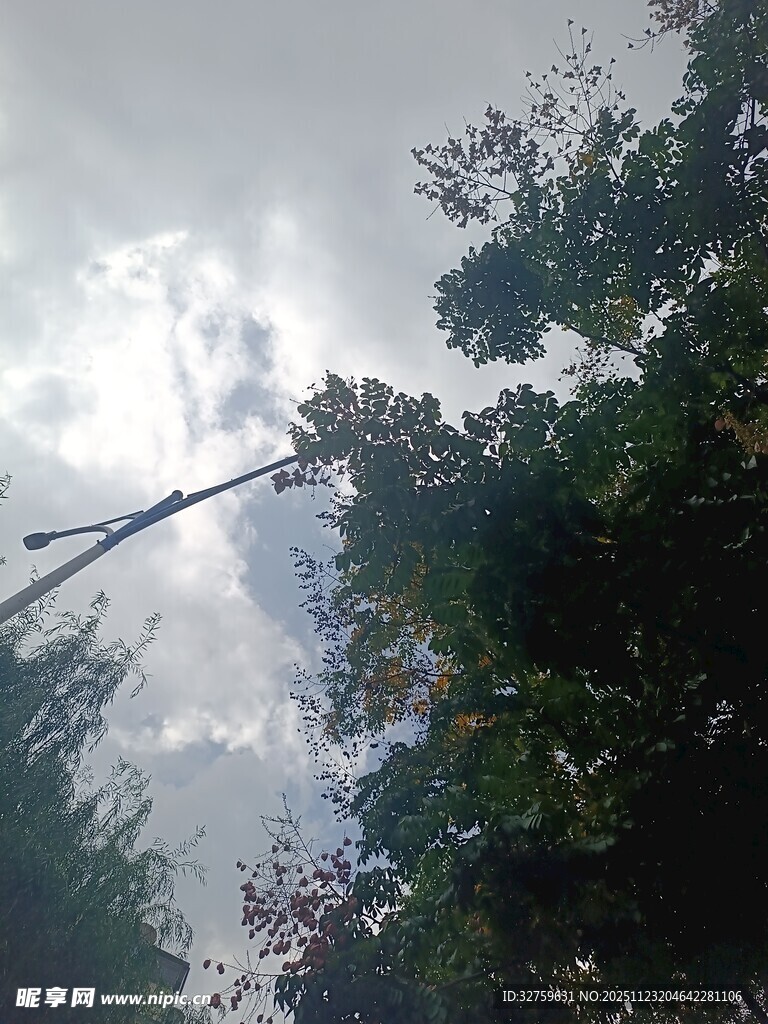 林间天空与伸展的树枝