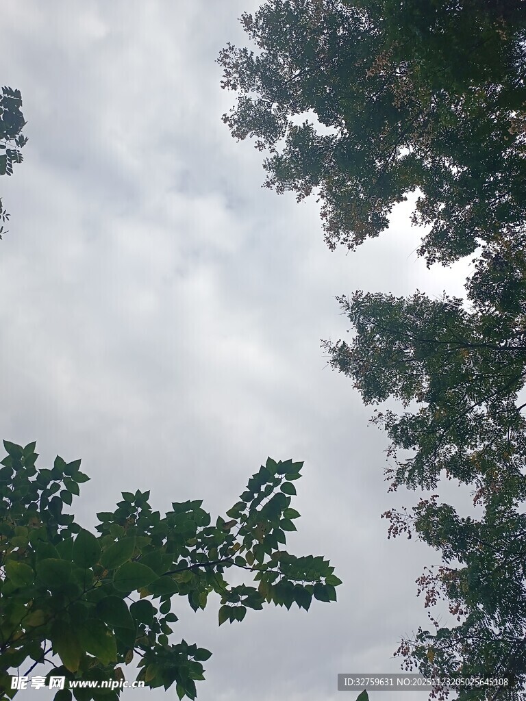 仰视树冠与天空景象