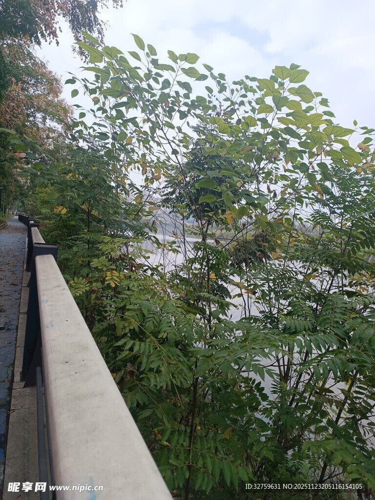 阳台外的绿植景观