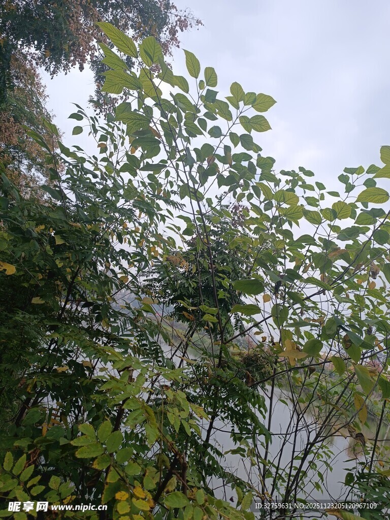 枝叶繁茂的树木景观