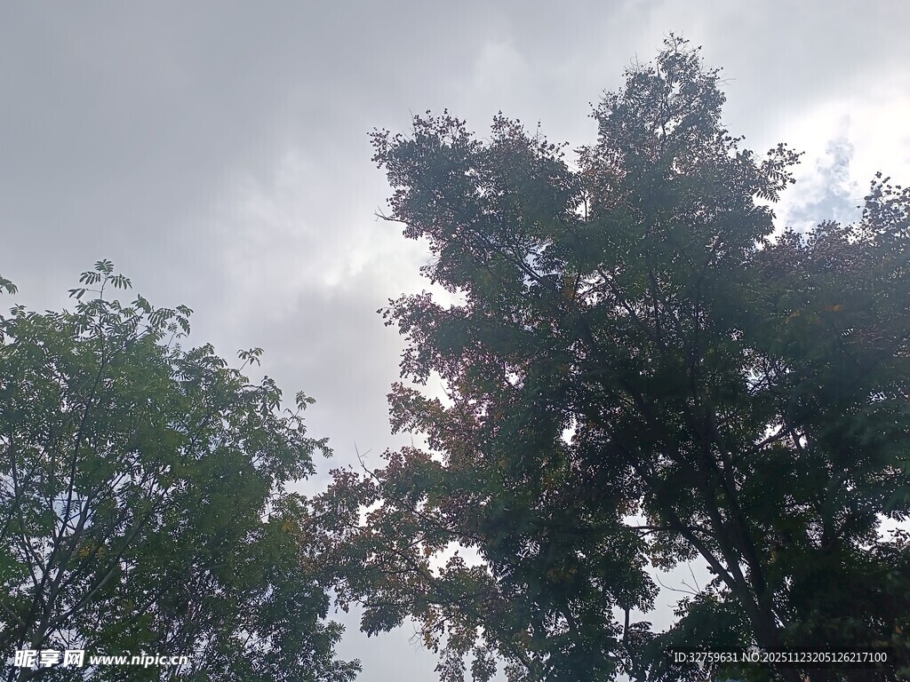 阴天中的繁茂树木