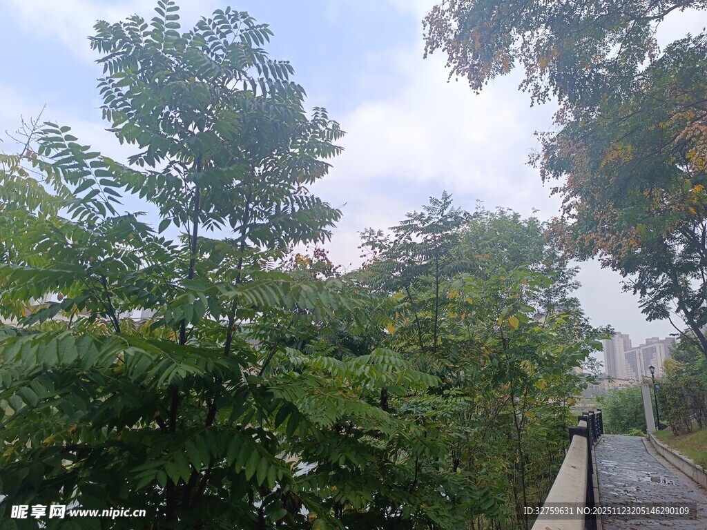 林间小道旁的葱郁绿树