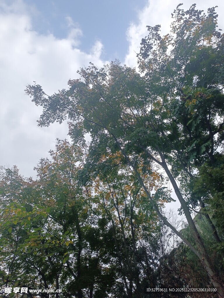 蓝天绿树自然风景画面