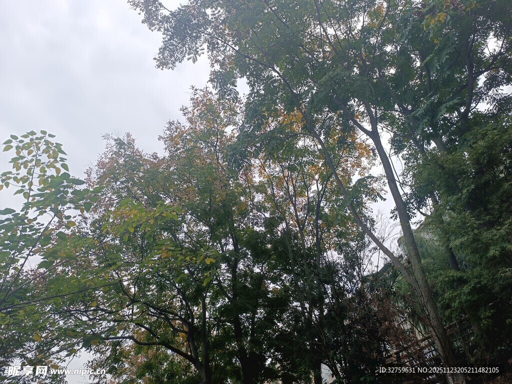 茂密树林中的树梢景观